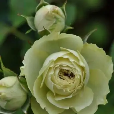 Роза ГРИН ДАЙМОНД миниатюрная в Полоцке