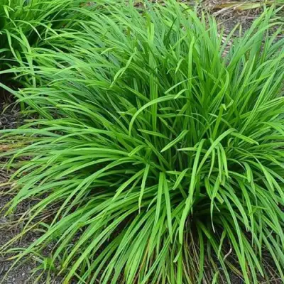 Осока АЙРИШ ГРИН в Полоцке