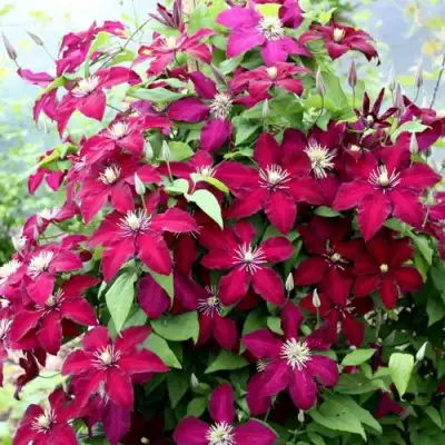 Клематис МАЗОВШЕ в Полоцке