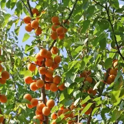 Абрикос ОРЛОВЧАНИН  в Полоцке