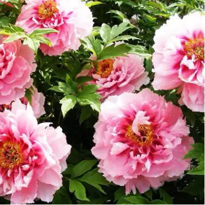 Пион СЕРЕБРИСТЫЙ РУЧЕЙ древовидный в Полоцке