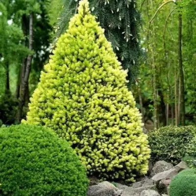 Ель РЕЙНБОУЗ ЭНД сизая в Полоцке