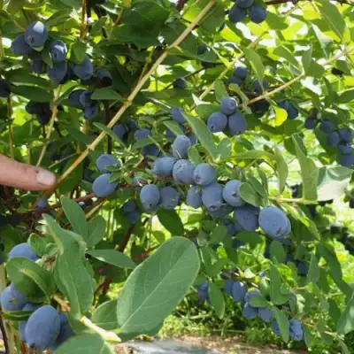 Жимолость съедобная КЛУБНИЧНАЯ СЕНСАЦИЯ в Полоцке