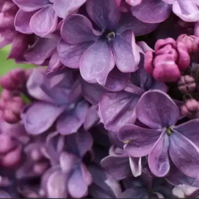 Сирень ВИОЛЕТТА в Полоцке