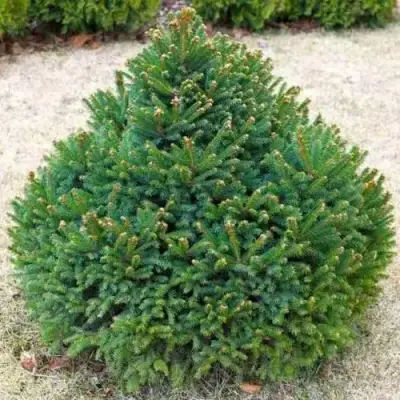 Ель БАРРИ обыкновенная в Полоцке