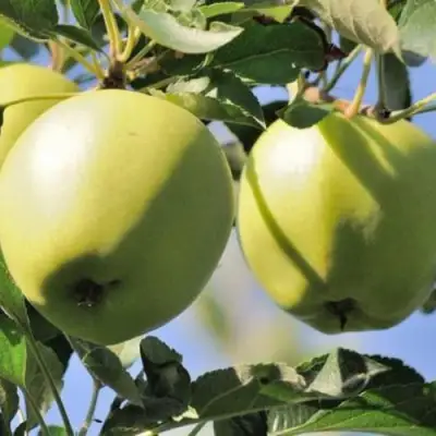 Яблоня САХАРНАЯ в Полоцке