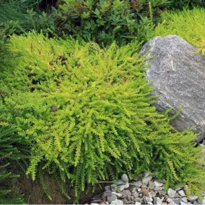 Водяника БЕРНШТЕЙН черная в Полоцке