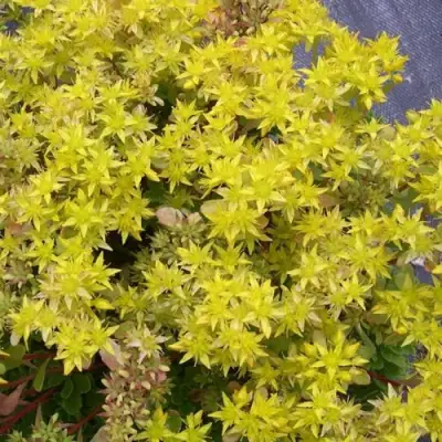 Очиток (седум) ИММЕРГРЮНХЕН в Полоцке