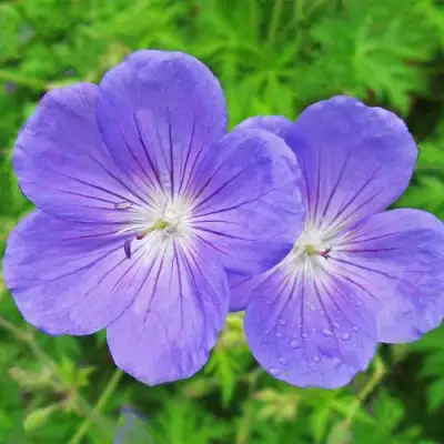 Герань БРУКСАЙД гибридная в Полоцке