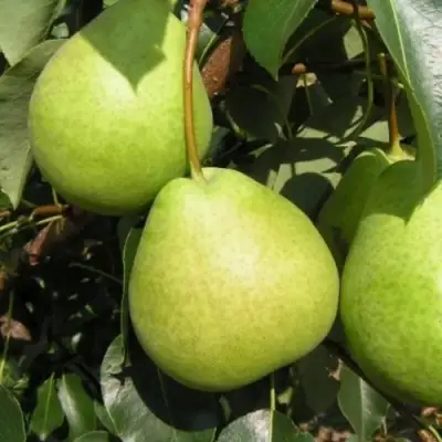 Груша ЛАГОДНАЯ в Полоцке