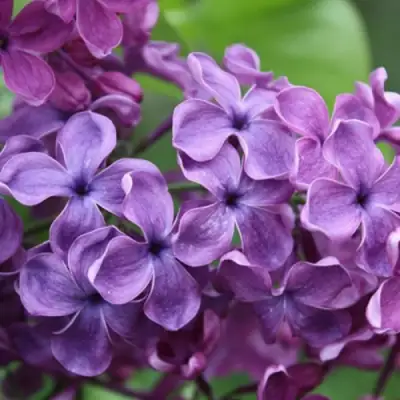 Сирень СУМЕРКИ в Полоцке