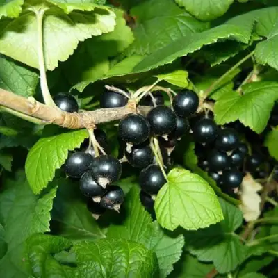 Смородина черная БАГИРА в Полоцке