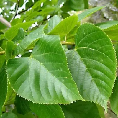 Липа мелколистная в Полоцке