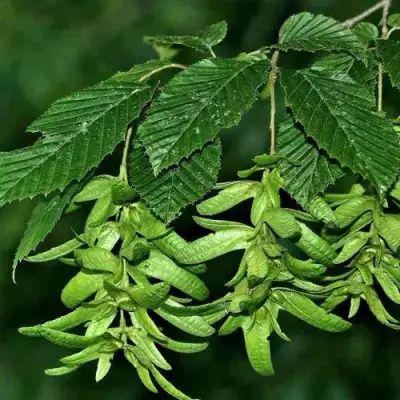 Граб  в Полоцке