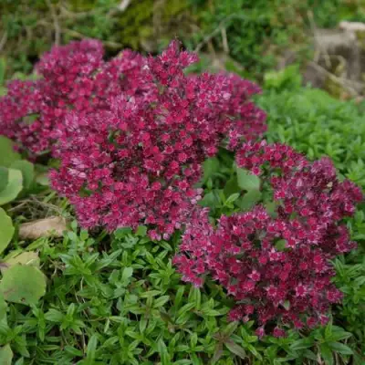 Очиток (седум) РУБИ ГЛОУ скальный в Полоцке