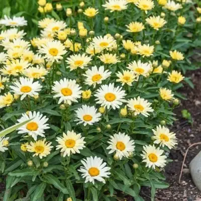 Нивяник БРОДВЕЙ ЛАЙТС великолепный в Полоцке