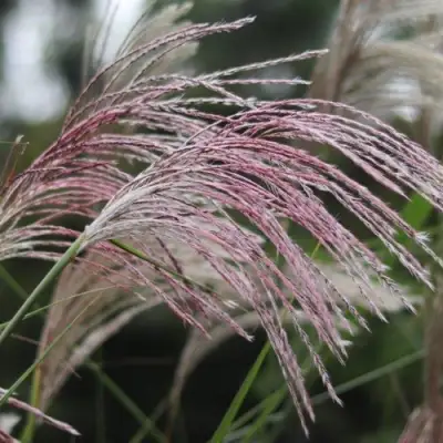 Мискантус МАЛЕПАРТУС китайский  в Полоцке
