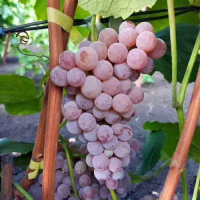 Виноград РИЛАЙНС ПИНК СИДЛИС в Полоцке