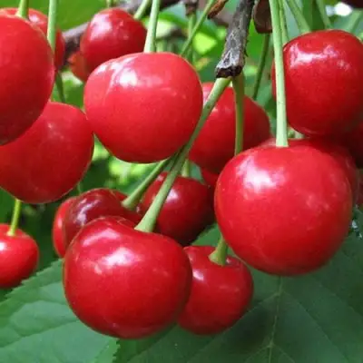 Дюк ПРЕВОСХОДНАЯ ВЕНЬЯМИНОВА в Полоцке