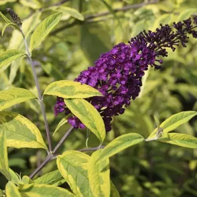 Буддлея давида САНТАНА  в Полоцке