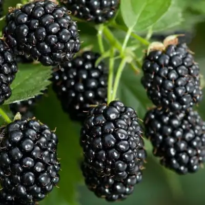 Ежевика ЧЕРНАЯ МАГИЯ ремонтантная  в Полоцке