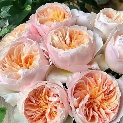 Роза ДЖУЛЬЕТТА английская в Полоцке