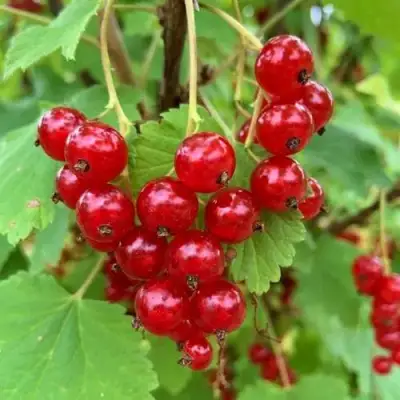 Смородина красная МААРСЕС ПРОМИНЕНТ в Полоцке