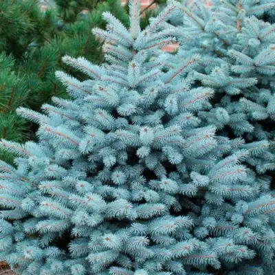 Ель СУПЕР БЛЮ СИДЛИНГ колючая в Полоцке