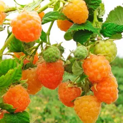 Малина ЗОЛОТЫЕ КУПОЛА в Полоцке