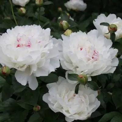 Пион ФЕСТИВА МАКСИМА травянистый в Полоцке