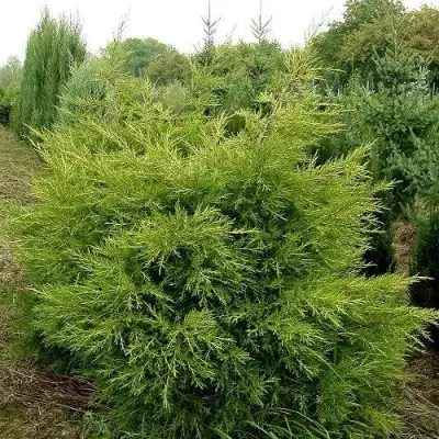 Можжевельник КУРИВАО ГОЛД китайский в Полоцке