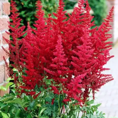 Астильба БУРГУНДИ РЕД Арендса в Полоцке