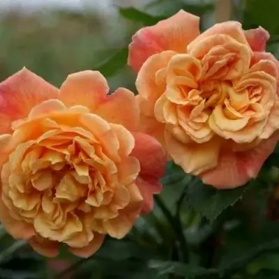 Роза АЛОХА плетистая в Полоцке