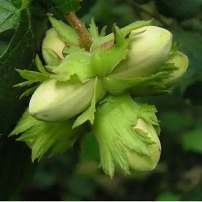 Фундук ТАМБОВСКИЙ ПОЗДНИЙ в Полоцке