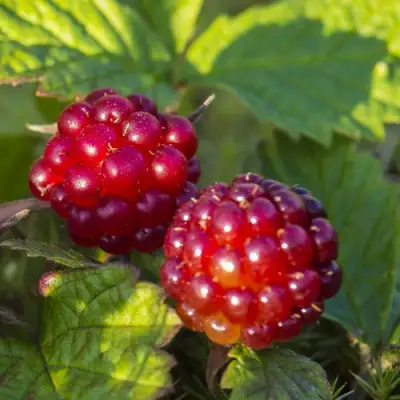 Княженика ЛИНДА в Полоцке