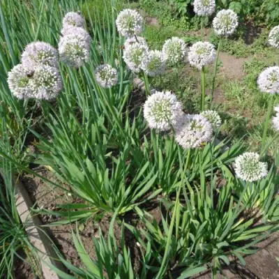 Лук слизун в Полоцке