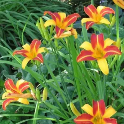 Лилейник ФРАНС ХАЛС в Полоцке