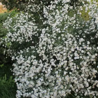 Болтония СНОУБЭНК в Полоцке