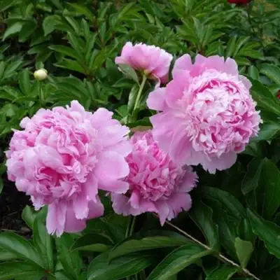 Пион МЕСЬЕ ЖЮЛЬ ЭЛИ травянистый в Полоцке