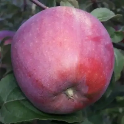 Яблоня ЗОРКА в Полоцке