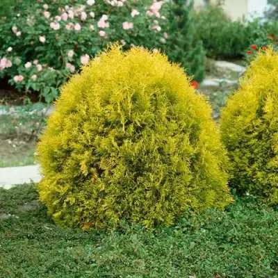 Туя РЕЙНГОЛД западная в Полоцке