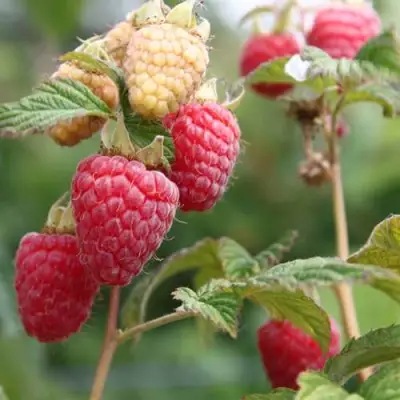 Малина МОЛЛИНГ ДЖУНО в Полоцке