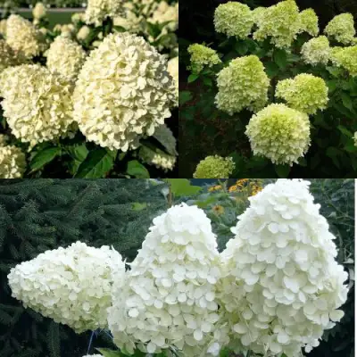 Комплект НЕЖНЫЙ КАПУЧИНО в Полоцке