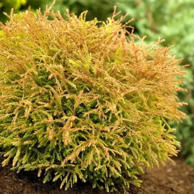 Туя ГОЛДЕН ТАФФЕТ западная в Полоцке