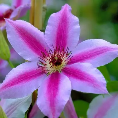 Клематис НЕЛЛИ МОЗЕР в Полоцке