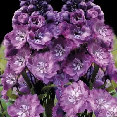 Дельфиниум ДЕЛЬФИС ПИНК ПАУЭ высокий в Полоцке