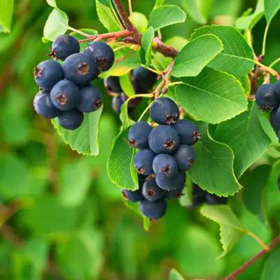 Ирга КОЛОСИСТАЯ в Полоцке