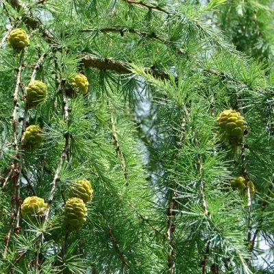 Лиственница КЕМПФЕРА в Полоцке