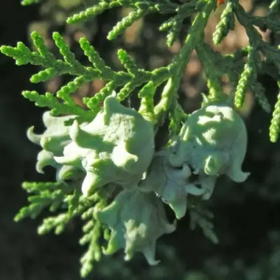 Туя восточная в Полоцке