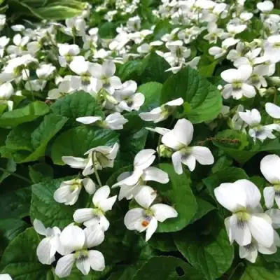 Фиалка АЛЬБИФЛОРА сестринская в Полоцке